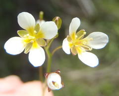 Heliophila pendula