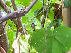 Eopsaltria flaviventris