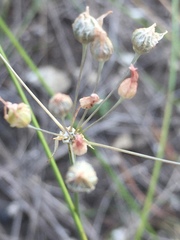 Allium inaequale