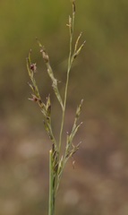 Cleistogenes serotina