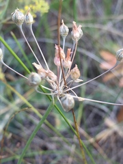 Allium inaequale