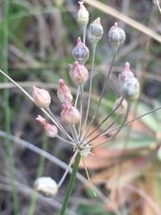 Allium inaequale