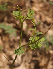 Hippocrepis emerus emeroides