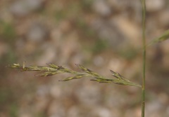 Cleistogenes serotina