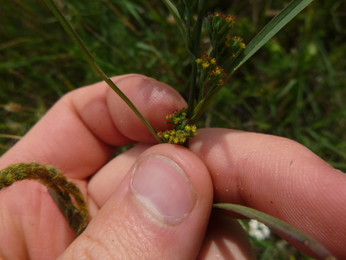 Image of Bupleurum Affine (Bupleurum affine) by no rights reserved