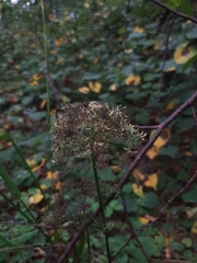 Selinum carvifolia