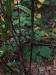 Selinum carvifolia