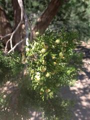 Juniperus arizonica