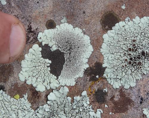 Dimelaena tenuis