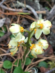 Rossmanomyces pyrolae