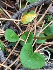 Rossmanomyces pyrolae