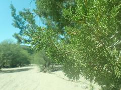 Juniperus arizonica
