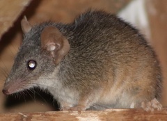 Antechinus mysticus