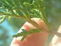 Juniperus arizonica