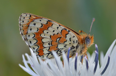 Melitaea interrupta