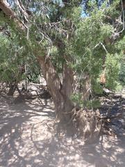 Juniperus arizonica