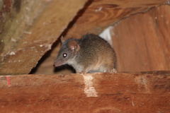 Antechinus mysticus