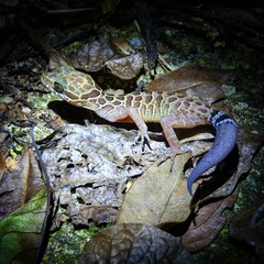 Cyrtodactylus zebraicus