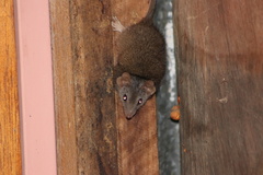 Antechinus mysticus