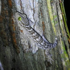 Gekko smithii