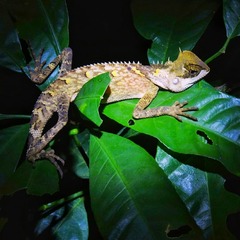 Acanthosaura meridiona