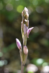 Limodorum trabutianum