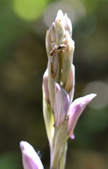 Limodorum trabutianum