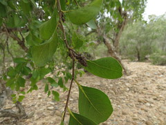 Homalium brachybotrys
