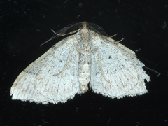 Epyaxa subidaria