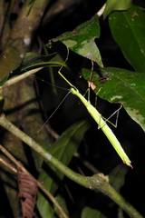 Anarchodes