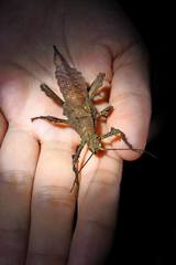 Heteropteryx dilatata