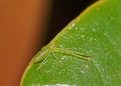 Cetratus