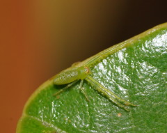 Cetratus