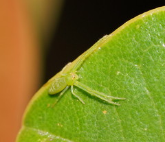 Cetratus