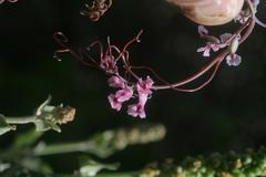 Cysticapnos cracca