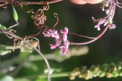Cysticapnos cracca