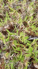 Brachiaria umbellata