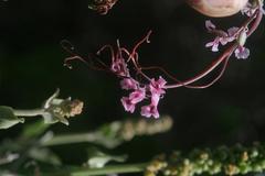 Cysticapnos cracca
