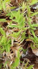 Brachiaria umbellata