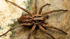 Hogna transvaalica