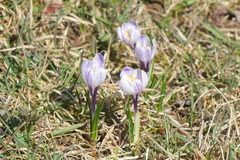 Crocus vernus