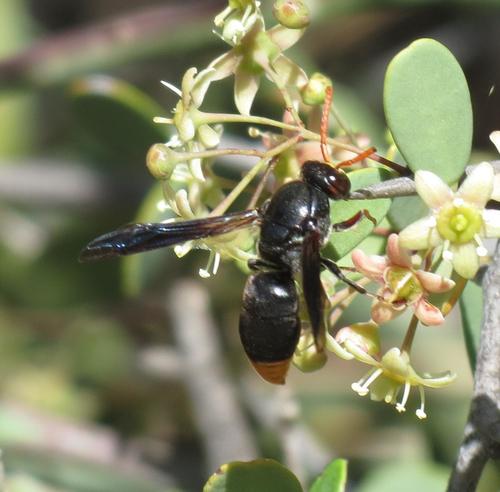 Rhynchium xanthurum · NaturaLista Mexico