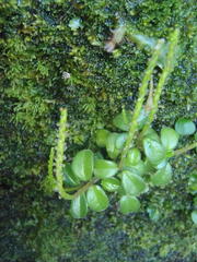 Peperomia retusa