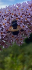 Volucella