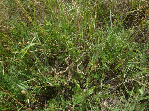 Image of Bupleurum Affine (Bupleurum affine) by no rights reserved