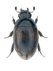 Cercyon unipunctatus