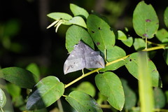 Ischyja ferrifracta