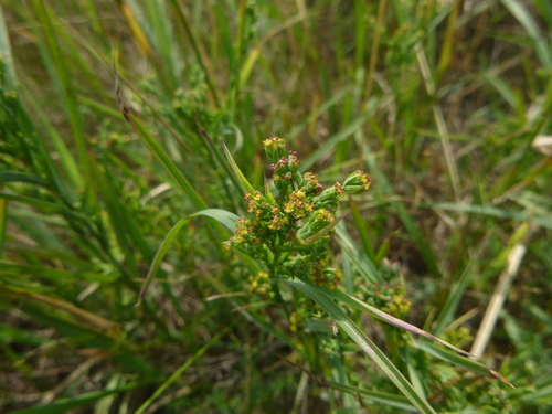 Image of Bupleurum Affine (Bupleurum affine) by no rights reserved