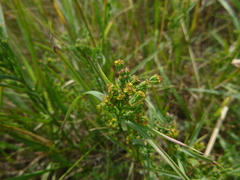 Bupleurum affine