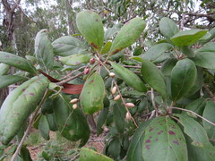 Terminalia platyphylla